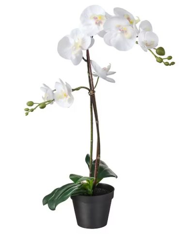 White Orchid (Single)