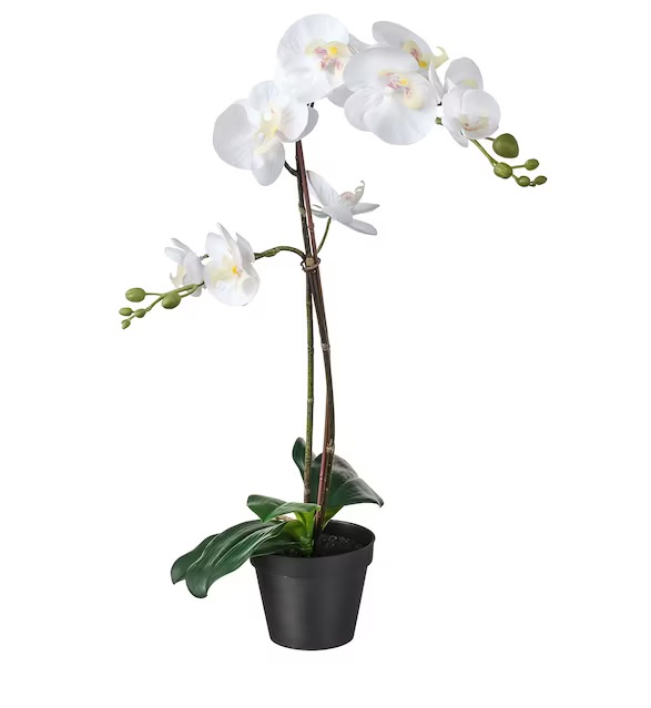 White orchid floral and flower arrangement